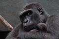 Motherly Instincts