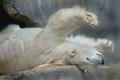 Polar Stretch