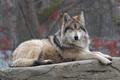 Resting Wolf