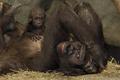 Baby Ape 6 Months
