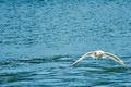 Sea Gull