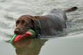 Fetch