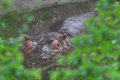 Hidden Hippo