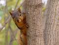 Squirrel Finds A Huge Nut