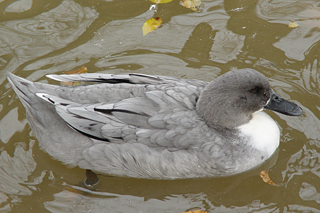 Grayscale Duck