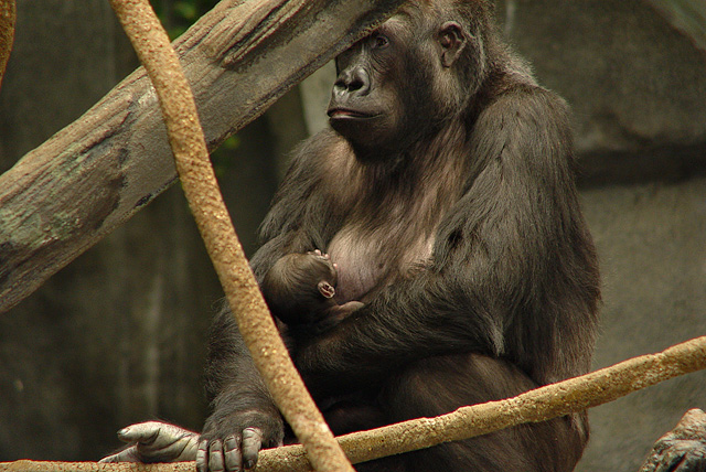 Baby Ape, 16 Days Old