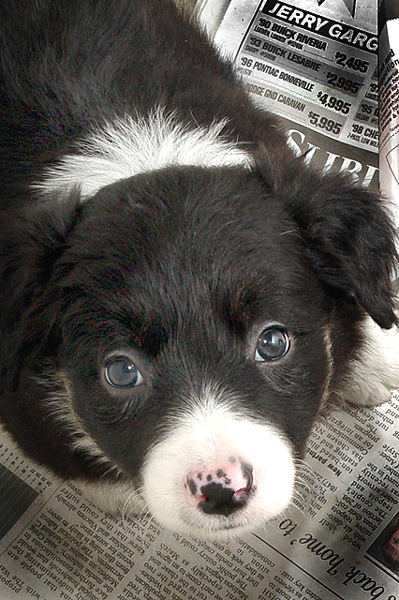 Ready For Adoption