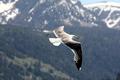 seagull.jpg