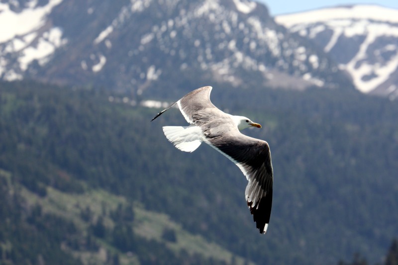 seagull.jpg