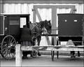 Simplicity B&W Version