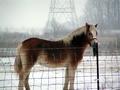 horse_08