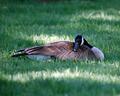 Lazy Goose