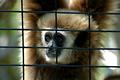 gibbon_0002.jpg