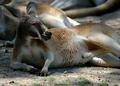 lazy kangaroo