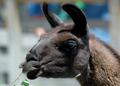 llama_0039.jpg