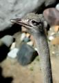 ostrich_0079.jpg