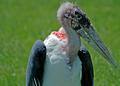 Ugly Bird