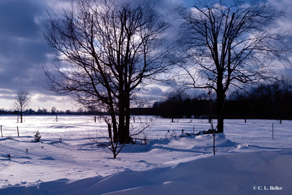 BlueWinter_1977
