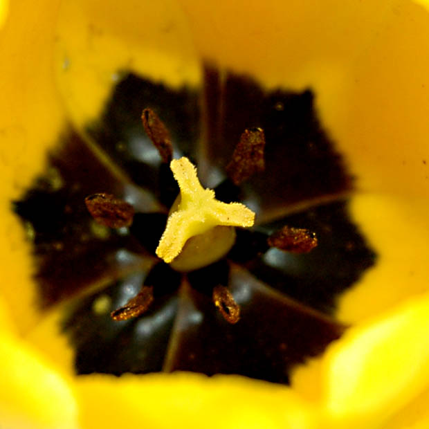 tulip_07