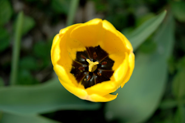 tulip_07_original