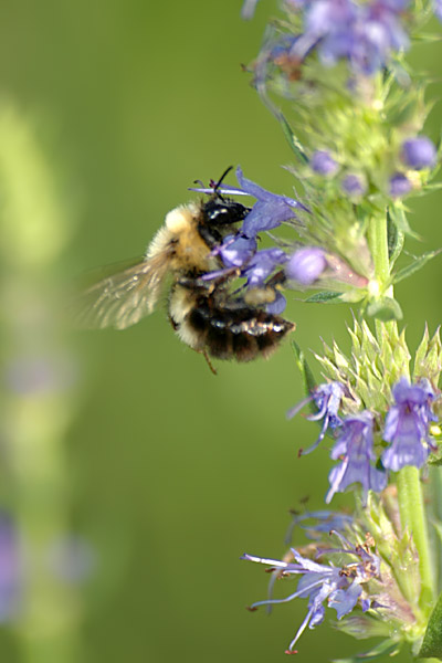 bumble-bee_0049