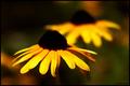 Brown Eyed Susans
