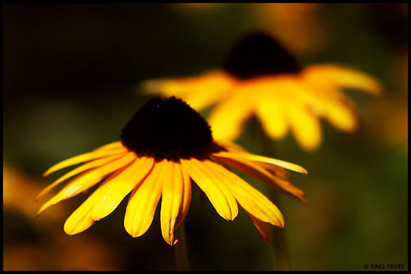 Brown Eyed Susans