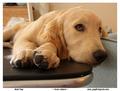 Help me, I'm cute!