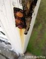 Rusted Hinge