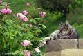 Contentment
