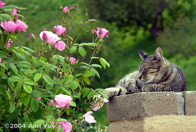 Contentment