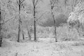 First Snow