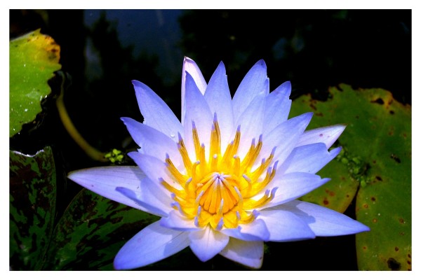 Waterlily