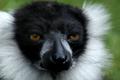 Ruffed Lemur