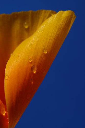 Golden Flower
