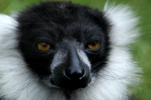 Ruffed Lemur