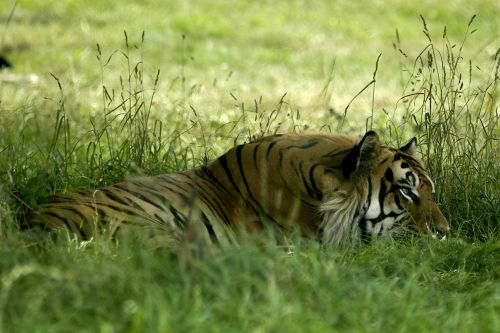 Easy Tiger