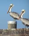 Pelican Pair