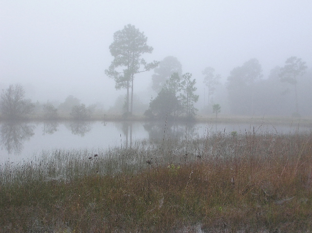 foggypond.jpg