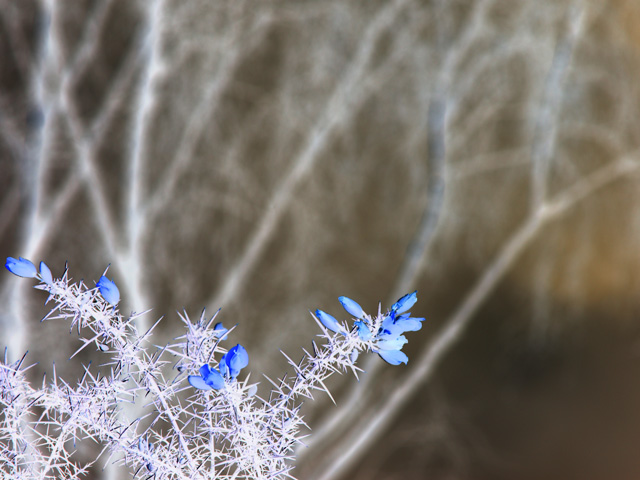 Blue Gorse