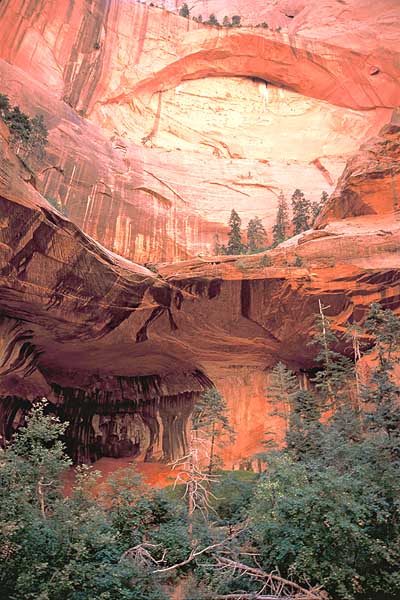 9806 Double Arch Alcove, Zion National Park