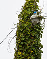 Vine with Light