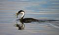 Grebe catches dinner