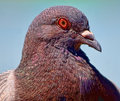 IMG_3105-Pigeon