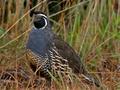 Valley Quail (California Quail)
