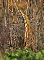 Bittern, Side View