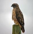 Redtail on post