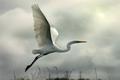 egret flying