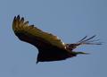 Turkey Vulture