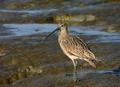 Long-billed Curlew (thx Vtruan)